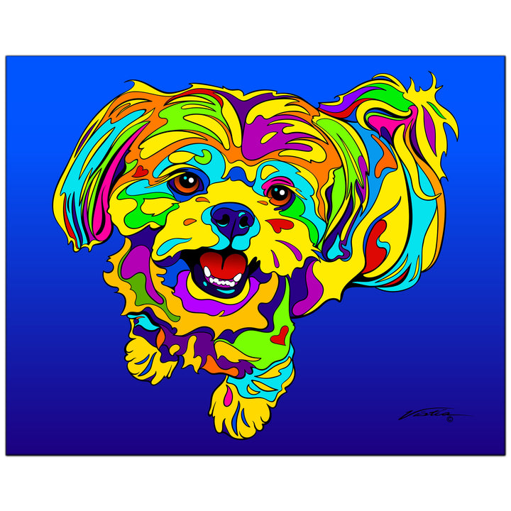 Shih Tzu