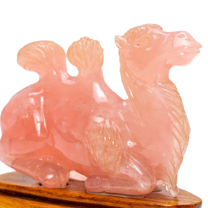 Rose Quartz Recumbent Camel