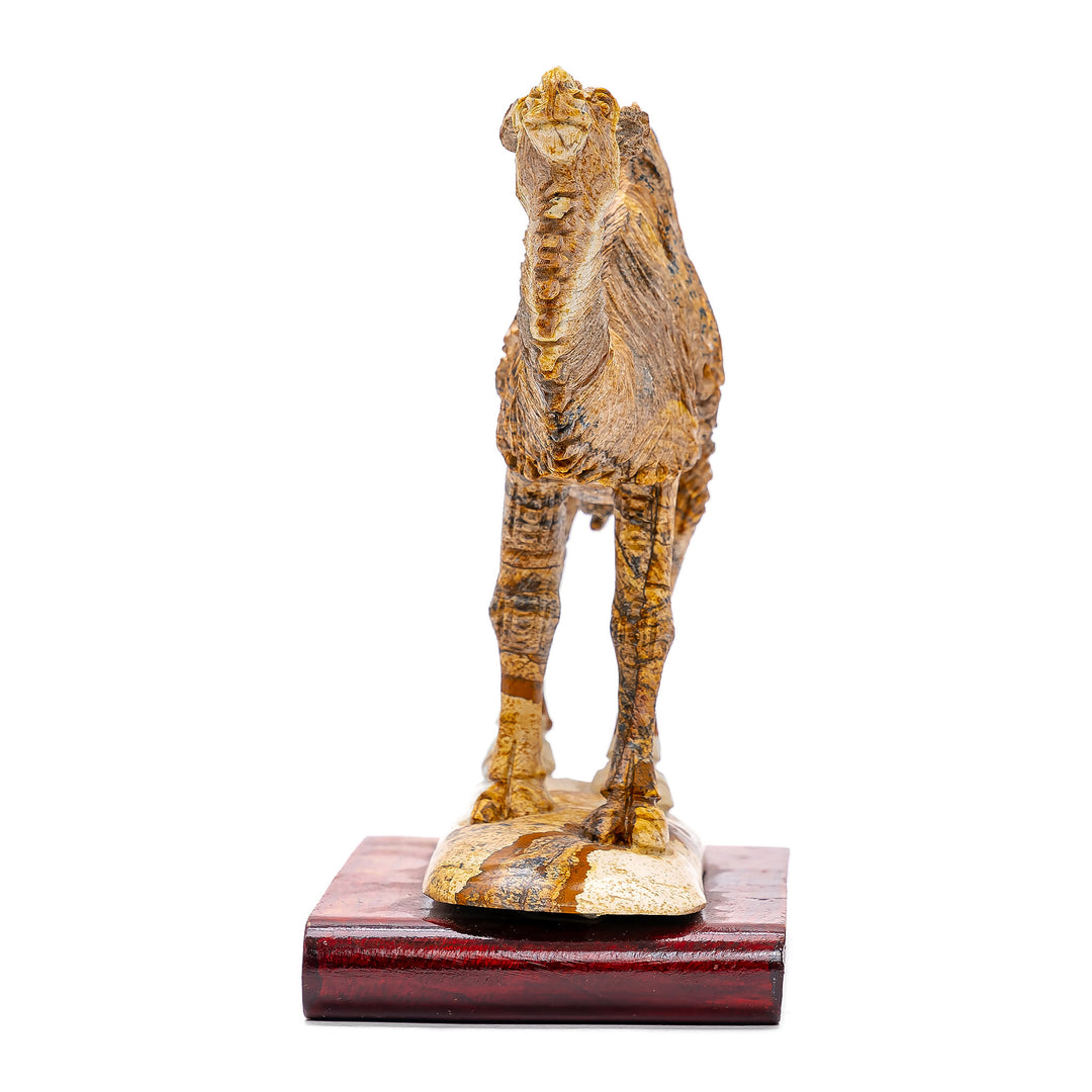 Jasper Camel