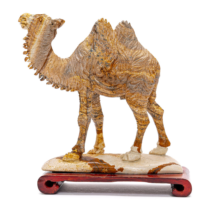Jasper Camel