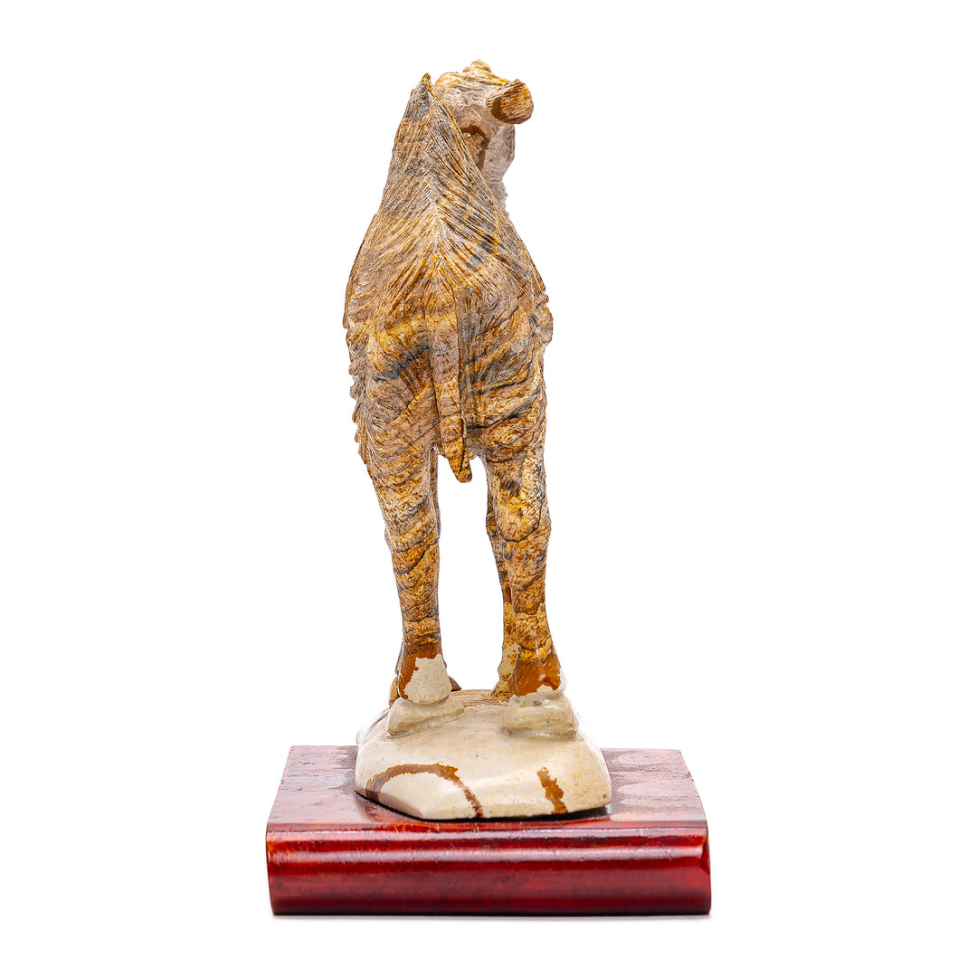 Jasper Camel