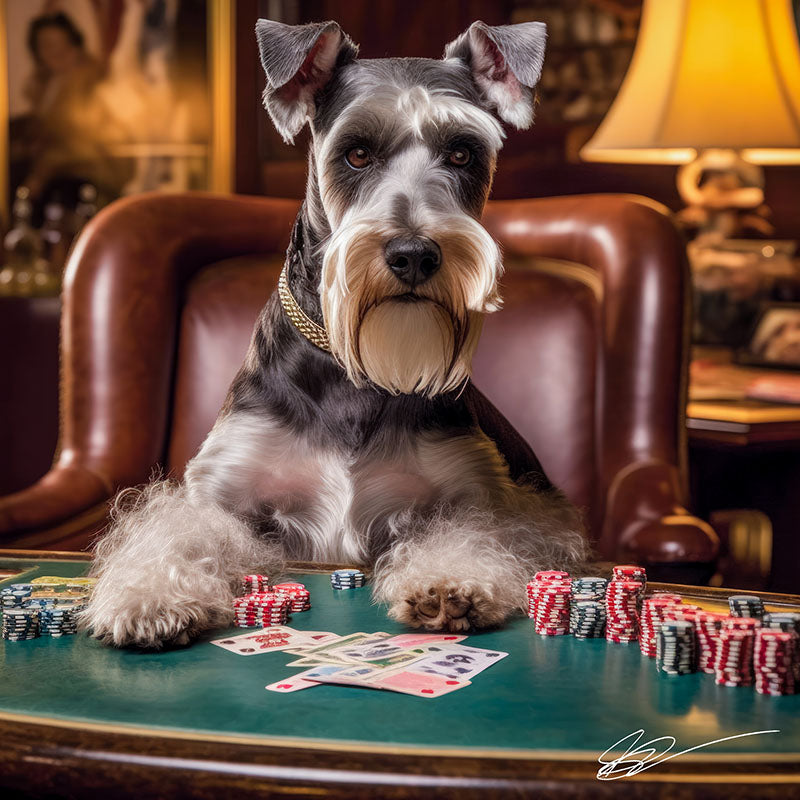 High-Roller Schnauzers