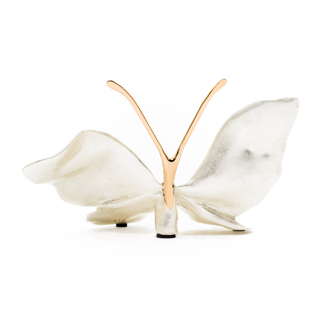 Rear view of Ruiz butterfly with matte white wings