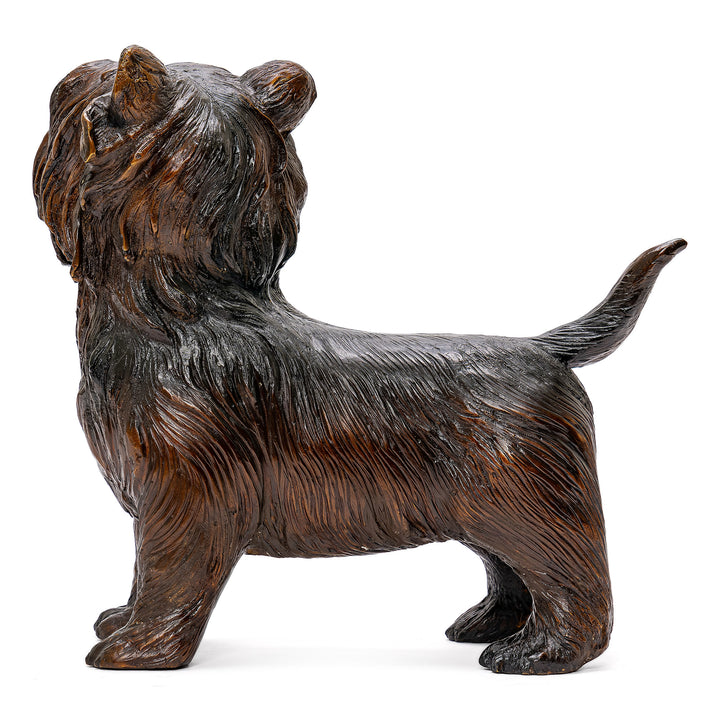All Bronze Yorkie Terrier
