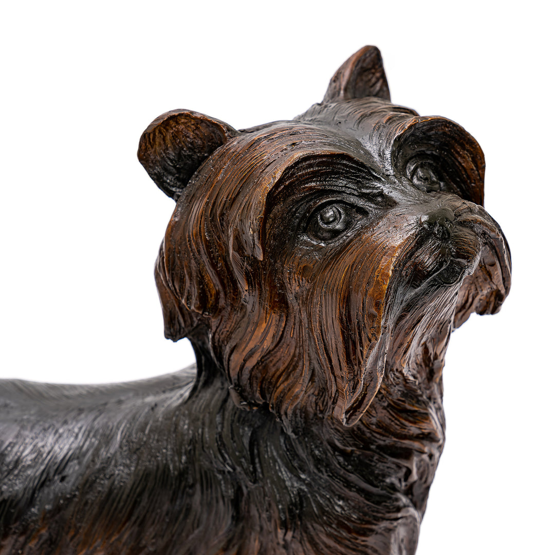All Bronze Yorkie Terrier